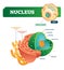 Nucleus vector illustration. Labeled diagram with isolated cell structure.