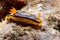 Nudibranch aceh indonesia scuba diving