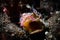 Nudibranch Aegires villosus