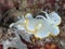 Nudibranch Ardeadoris egretta