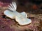 Nudibranch Ardeadoris egretta