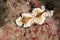 Nudibranch bunaken sulawesi indonesia glossodoris sp. underwater