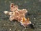 Nudibranch ceratosoma tenue