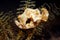 Nudibranch, Ceratosoma tenue