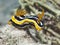 Nudibranch chromodoris africana