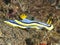 Nudibranch Chromodoris annae