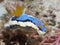 Nudibranch Chromodoris annae