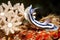 Nudibranch, Chromodoris lochi