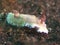 Nudibranch chromodoris rufomarginata