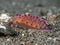 Nudibranch Flabellina rubrolineata