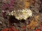 Nudibranch - Glossodoris atromarginata