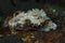 Nudibranch Glossodoris cincta