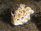 Nudibranch Goniobranchus leopardus