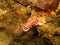 Nudibranch Goniobranchus reticulatus at a Puerto Galera reef in the Philippines