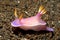 Nudibranch, Hypselodoris bullockii