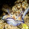 nudibranch hypselodoris tryoni