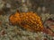 Nudibranch Janolus savinkini