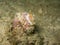 The nudibranch in Myanmar divesite