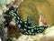 Nudibranch (Nembrotha)