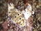 Nudibranch risbecia tryoni