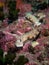 Nudibranch - Risbecia tryoni