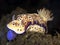 Nudibranch Risbecia tryoni