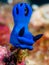 Nudibranch. Tambja morosa. Big Blue