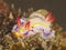 Nudibranch Thorunna florens