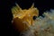 Nudibranch yellow