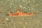 Nudibranch â€“ Ceratosoma gracillimum