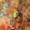Nudibranch â€“ Chelidonura pallida