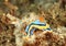 Nudibranch â€“ Chromodoris annae