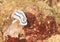 Nudibranch â€“ Chromodoris lochi