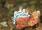Nudibranch â€“ Chromodoris lochi