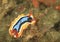 Nudibranch â€“ Four colour chromodoris