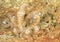 Nudibranch â€“ Long-cirri Phyllodesmium