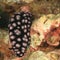 Nudibranch â€“ Phylidiella pustulosa
