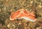 Nudibranch â€“ Red-margined glossodoris