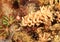 Nudibranch â€“ Trinchesia concinna