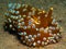 Nudibranch10