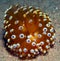 Nudibranch10