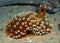 Nudibranch10