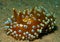 Nudibranch10