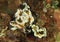 Nudibranches â€“ glossodoris atromarginata
