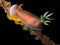 Nudibranchs, kind of like a sea slug, come in virtually every color and combination of colors and are extremely beautiful