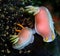 Nudibranchs, kind of like a sea slug, come in virtually every color and combination of colors and are extremely beautiful