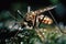 Nuisance of nature: Aedes Albopictus mosquito feeding on leaves in close-up