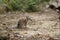 numbat pictures