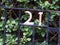 Number 21, in a wrought iron gate surrounded by green leaves