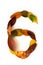 Number 6 of colorful autumn leaves. Cardinal number six mades of fall foliage. Autumnal design font concept.